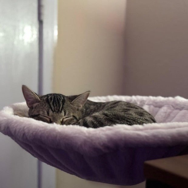 Cat Desk Hammock - The Coral Palm LLC