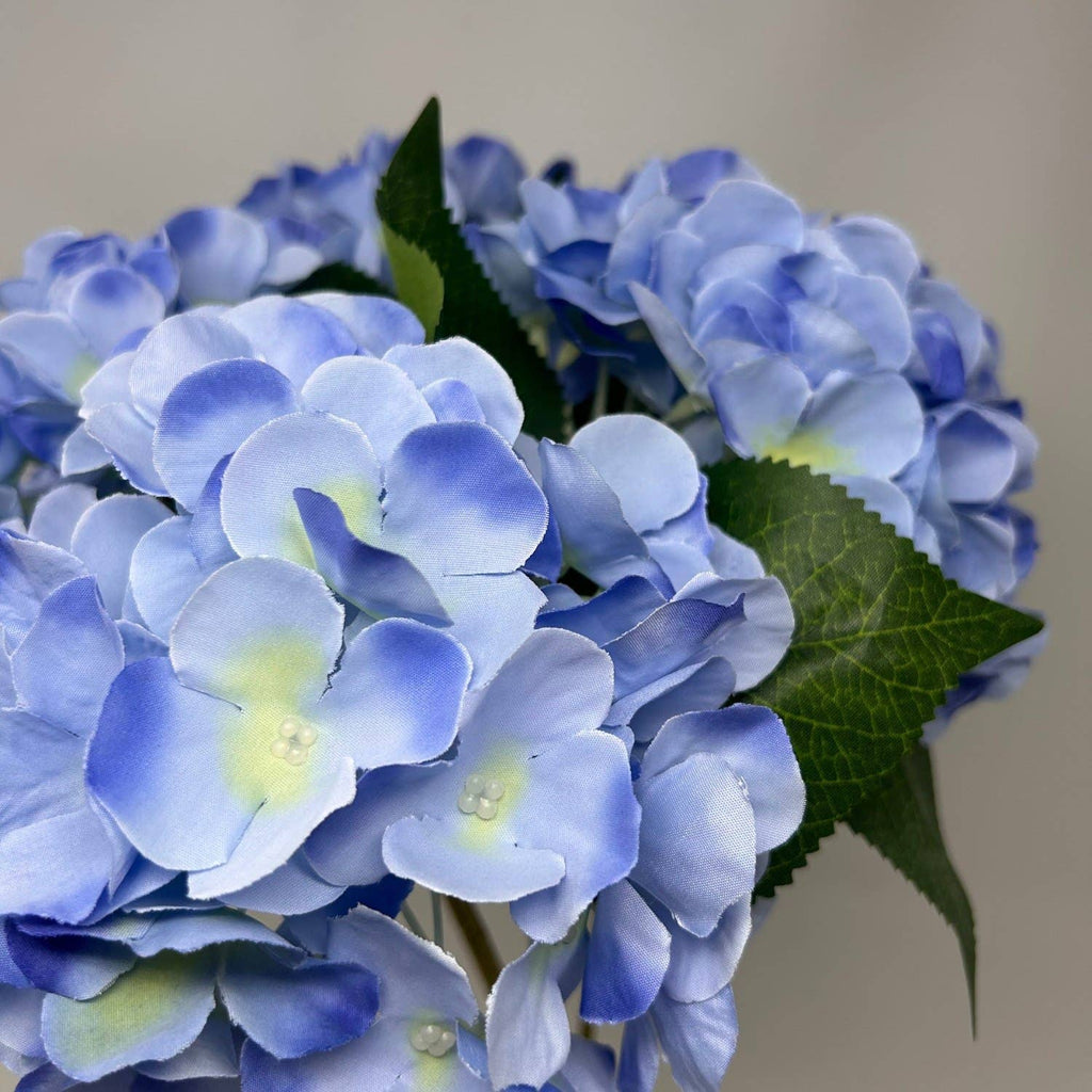 English Garden Hydrangea Bush x5 - 17" Garden Blue - The Coral Palm LLC