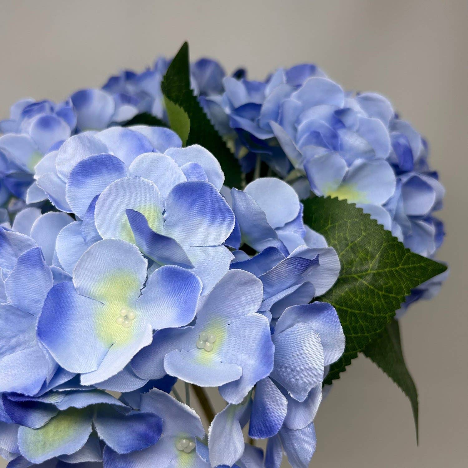 English Garden Hydrangea Bush x5 - 17" Garden Blue - The Coral Palm LLC