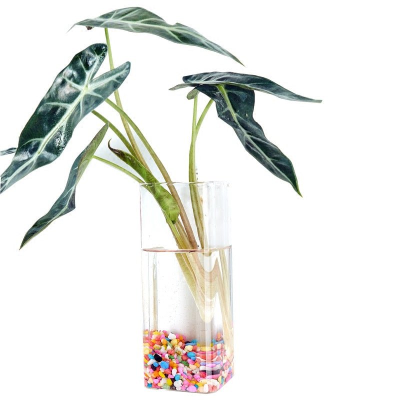 Hanging Hydroponic Glass Vase for Plants Wall Decor - The Coral Palm LLC
