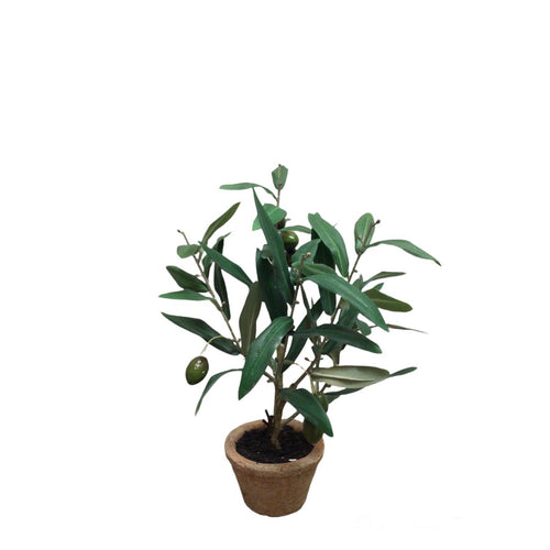 Potted Olive Plant 12" - The Coral Palm LLC